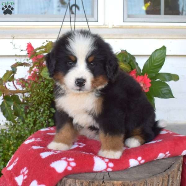 Miles, Bernese Mountain Dog Puppy