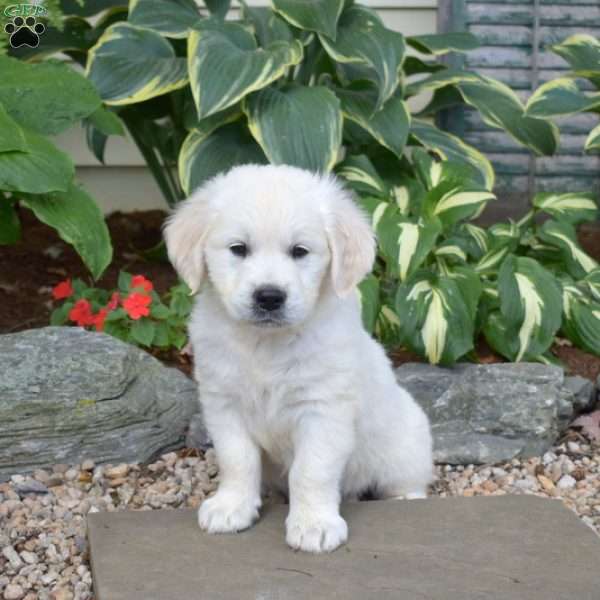 Miles, English Cream Golden Retriever Puppy