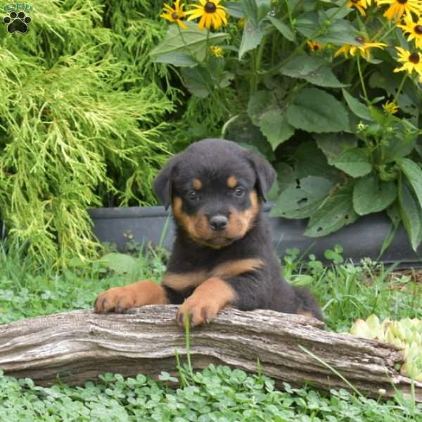 Miles, Rottweiler Puppy