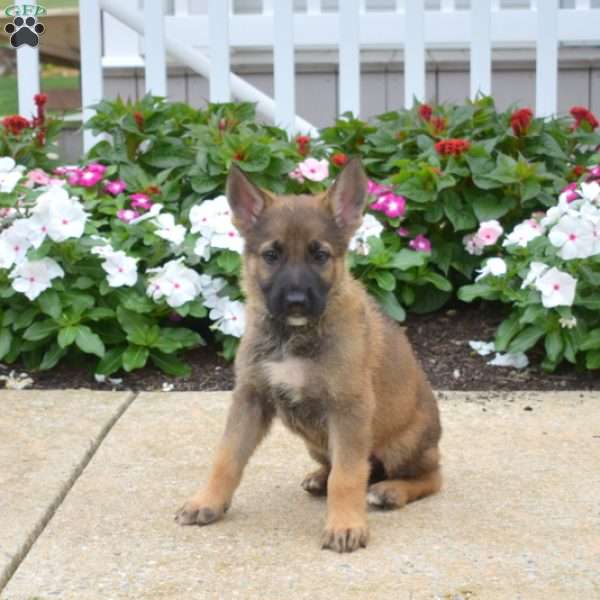 Miles, German Shepherd Puppy