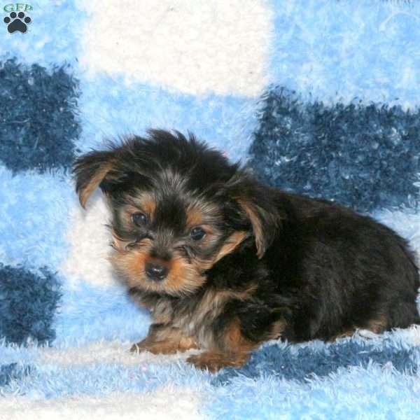 Miles, Yorkie Puppy