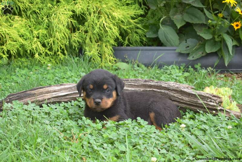 Miles - Rottweiler Puppy For Sale in Pennsylvania