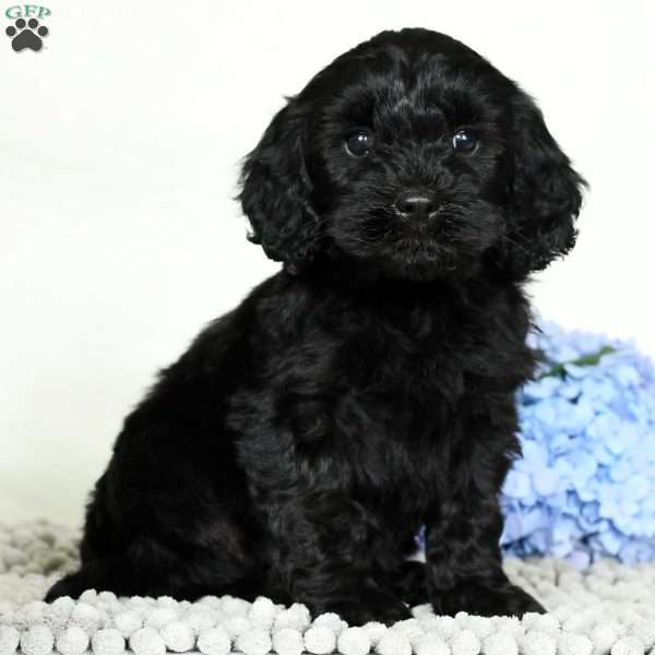 Miles, Cavapoo Puppy