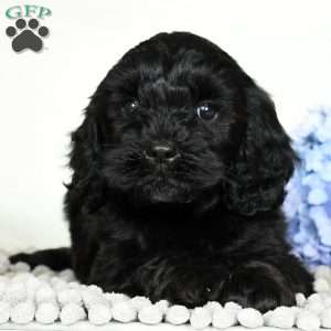 Miles, Cavapoo Puppy