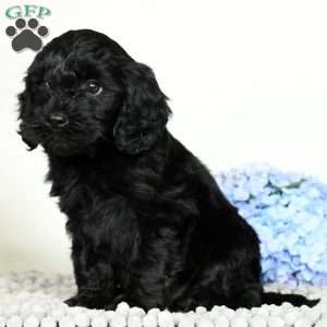 Miles, Cavapoo Puppy