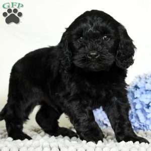 Miles, Cavapoo Puppy