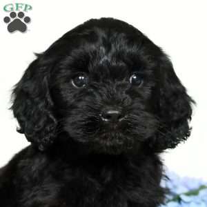 Miles, Cavapoo Puppy