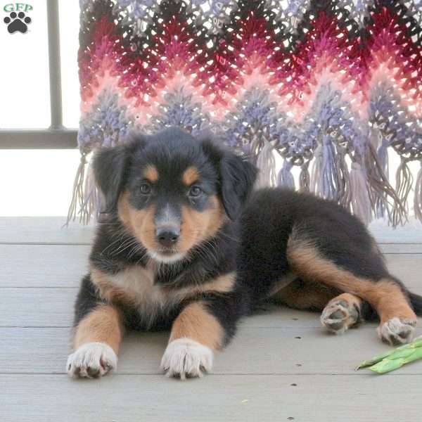 Millie, English Shepherd Mix Puppy