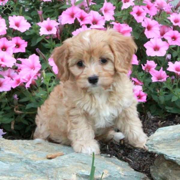 Millie, Cavalier King Charles Mix Puppy