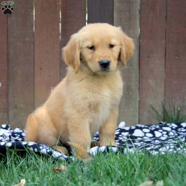 Millie, Golden Retriever Puppy