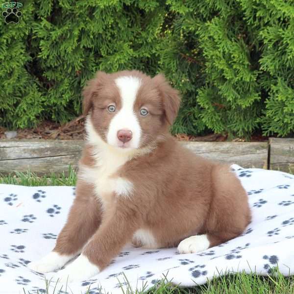 Millie, Border Collie Puppy