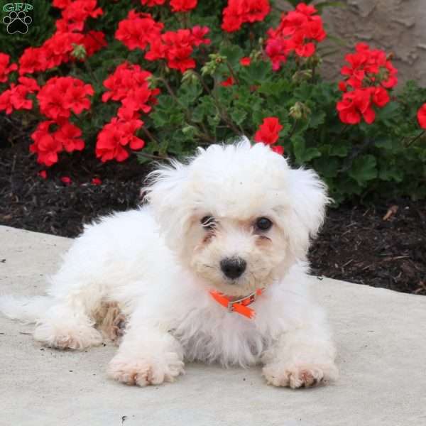 Milo, Bichon Frise Puppy