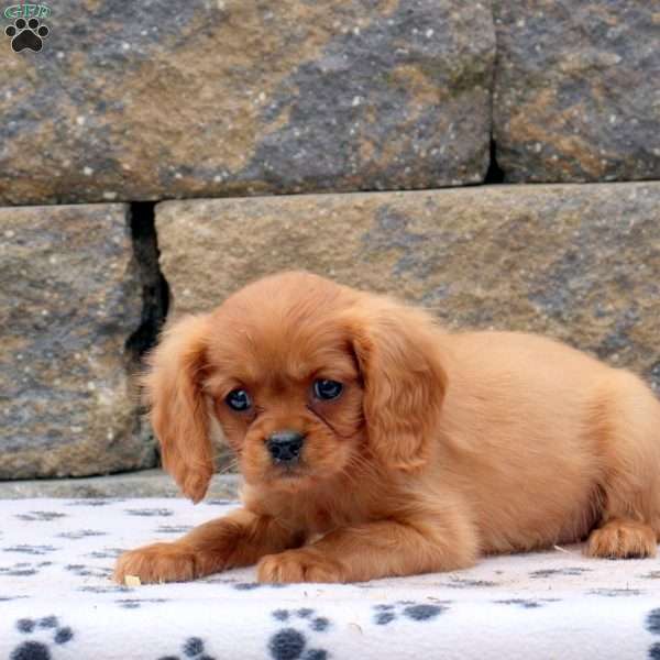 Milo, Cavalier King Charles Spaniel Puppy