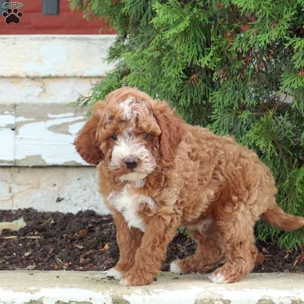 Milo, Mini Goldendoodle Puppy