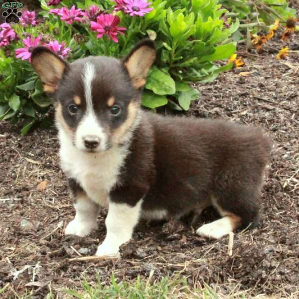 Milo, Pembroke Welsh Corgi Puppy