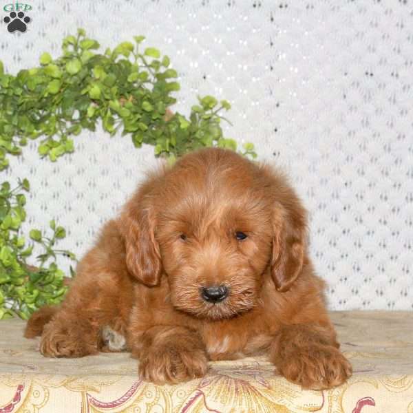 Milo, Mini Goldendoodle Puppy