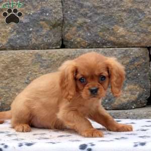 Milo, Cavalier King Charles Spaniel Puppy