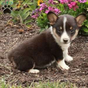 Milo, Pembroke Welsh Corgi Puppy