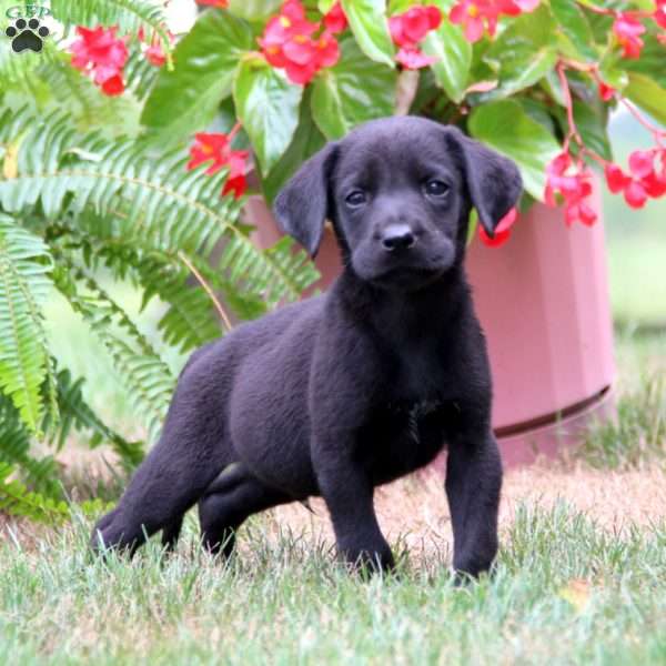 Milo, Labrador Mix Puppy