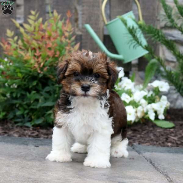 Milo, Havanese Puppy