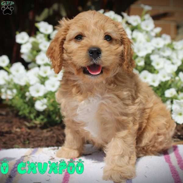 Milo, Cavapoo Puppy