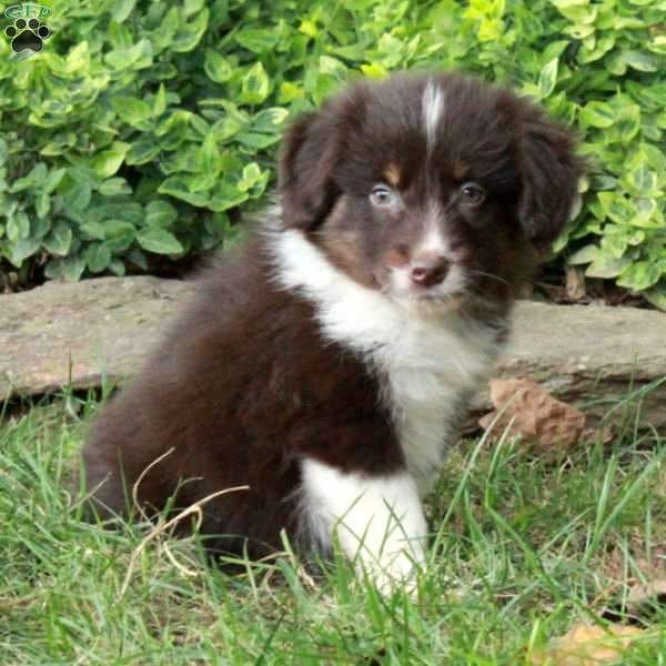 Milwaukee, Australian Shepherd Puppy