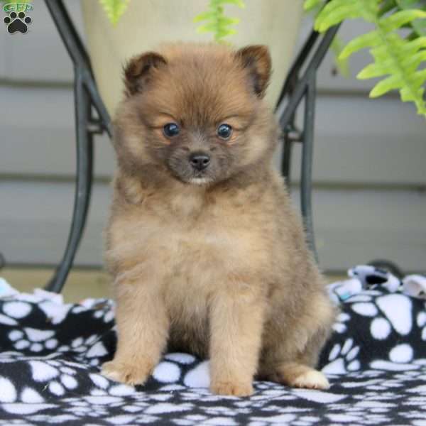 Mindy, Pomeranian Puppy