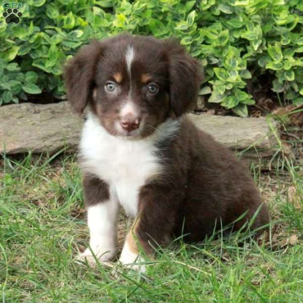 Mindy, Australian Shepherd Puppy