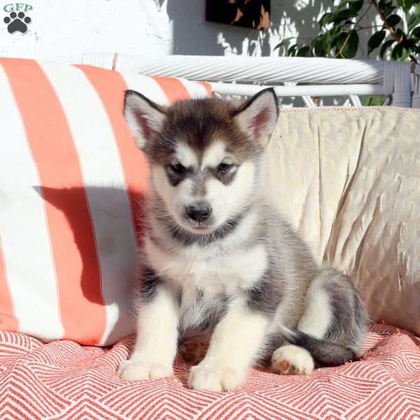 Mindy, Alaskan Malamute Puppy