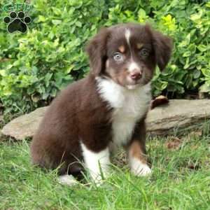 Mindy, Australian Shepherd Puppy