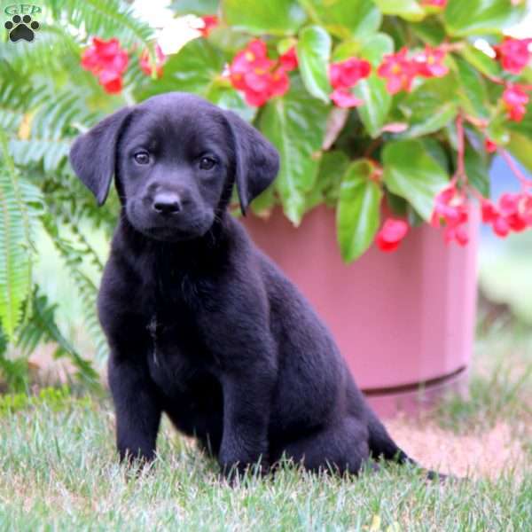 Mindy, Labrador Mix Puppy