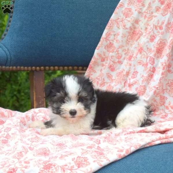 Minnie, Havanese Puppy