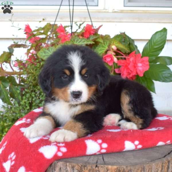 Minnie, Bernese Mountain Dog Puppy