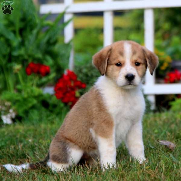 Minnie, Bernese Mountain Dog Mix Puppy