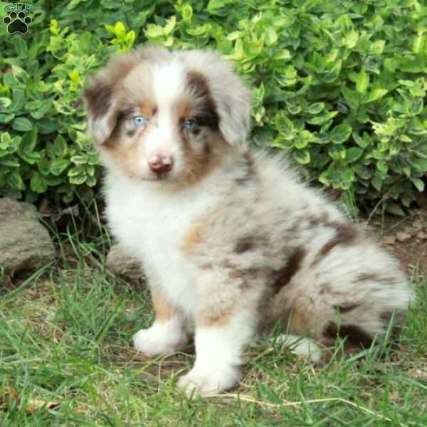 Miracle, Australian Shepherd Puppy