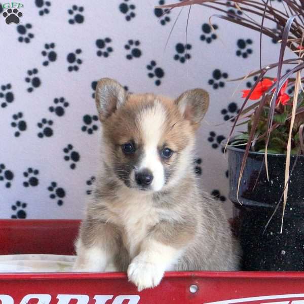 Missy, Pembroke Welsh Corgi Puppy