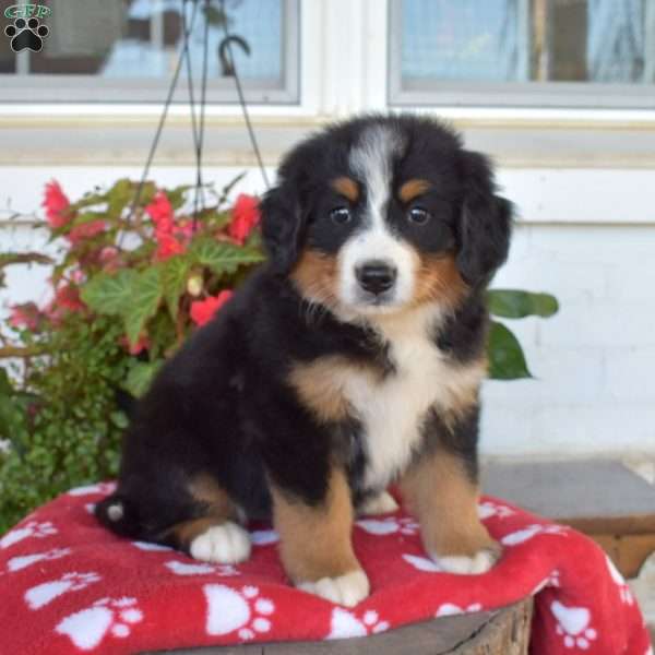 Missy, Bernese Mountain Dog Puppy