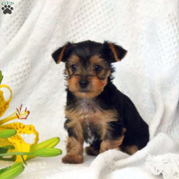 Missy, Yorkie Puppy