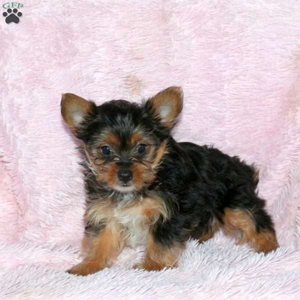 Missy, Yorkie Puppy