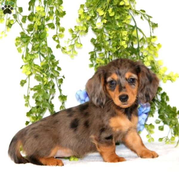 Missy, Dachshund Puppy