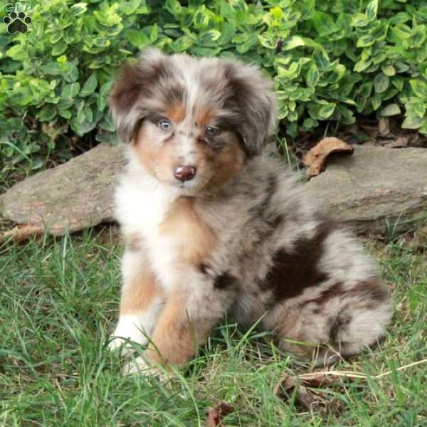 Misty, Australian Shepherd Puppy