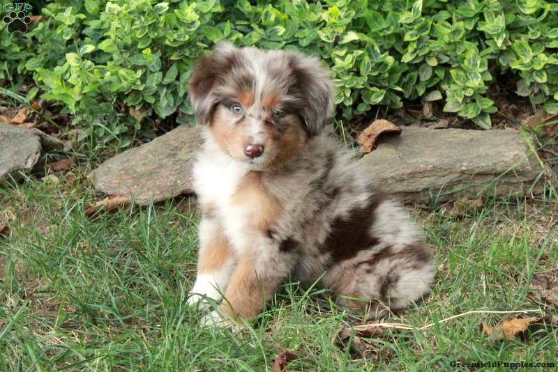 Misty - Australian Shepherd Puppy For Sale in Pennsylvania