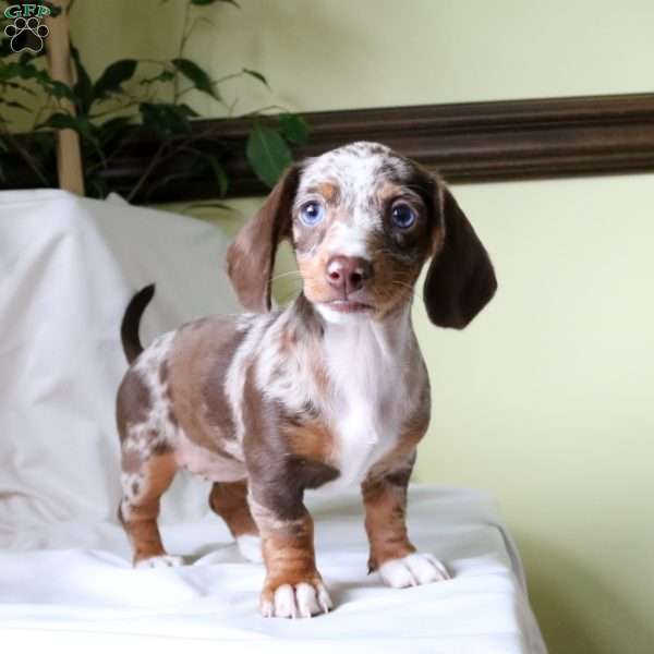 Misty-Mini, Dachshund Puppy