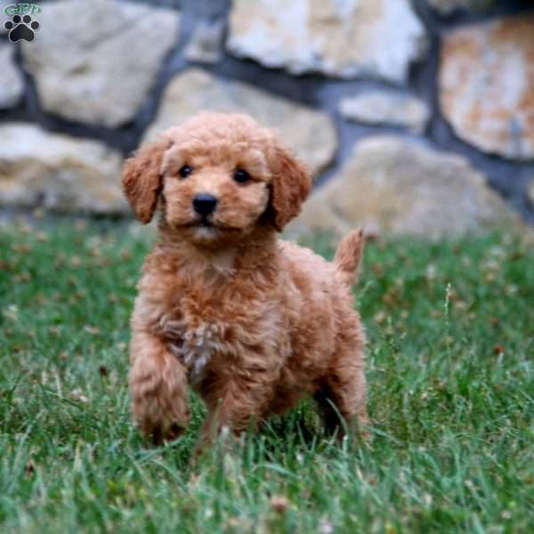 Misty, Mini Goldendoodle Puppy