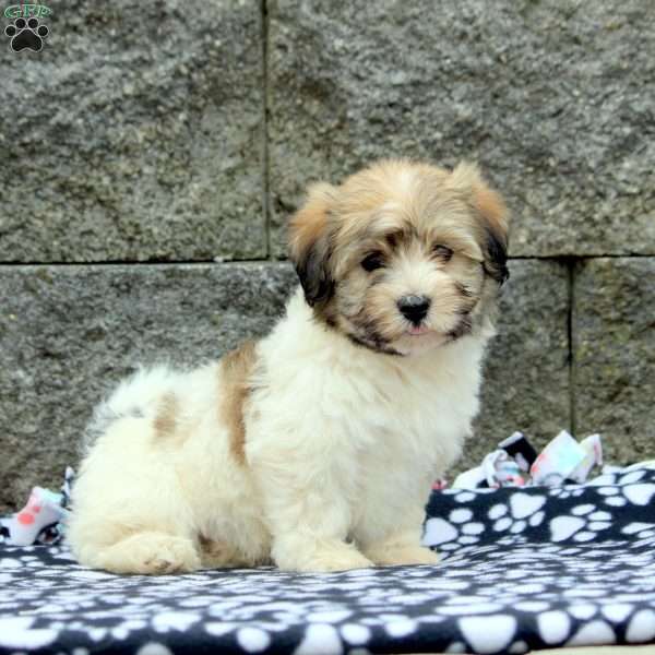 Mitch, Havanese Puppy