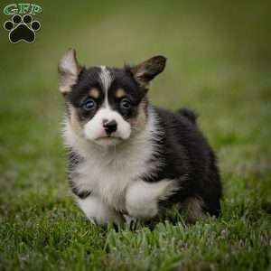 Mitz, Pembroke Welsh Corgi Puppy