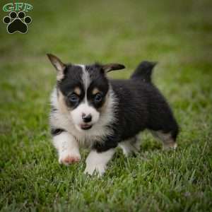 Mitz, Pembroke Welsh Corgi Puppy