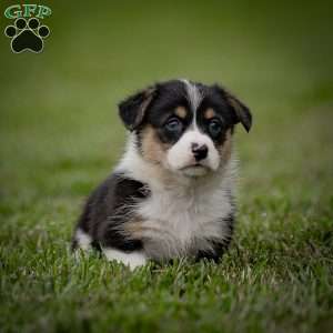 Mitz, Pembroke Welsh Corgi Puppy