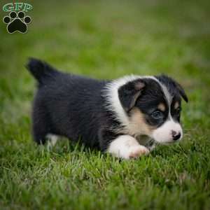 Mitz, Pembroke Welsh Corgi Puppy