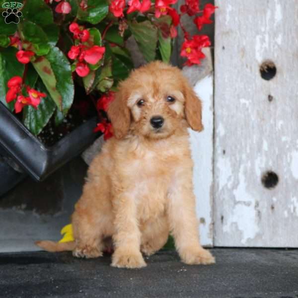 Mitzy - Mini Goldendoodle Puppy For Sale in Pennsylvania